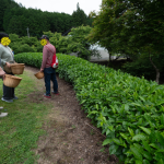 茶摘み 1　240610 (1 - 1) 修正
